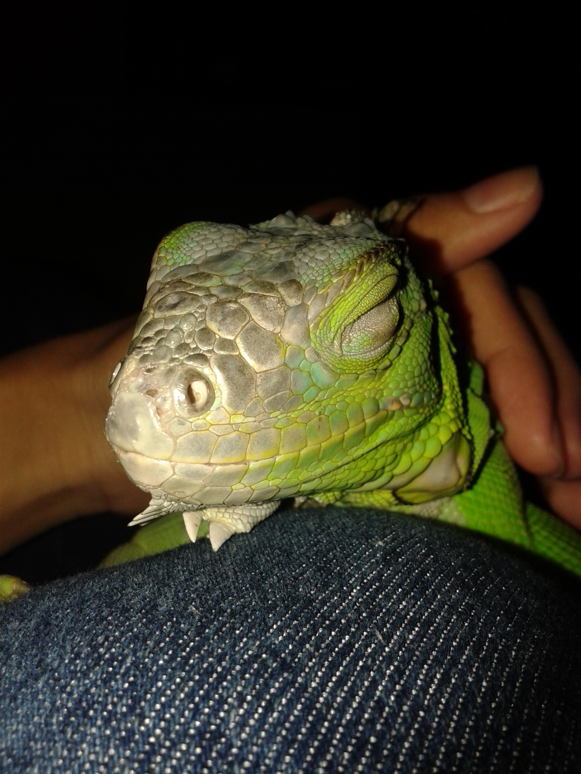 iguana hijau besar